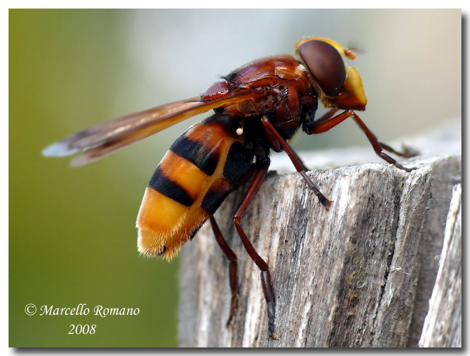 Volucella zonaria (Syrphidae) in visione laterale